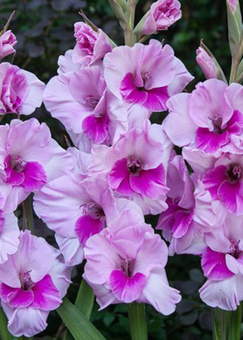 Gladiolus Sacramento.jpg