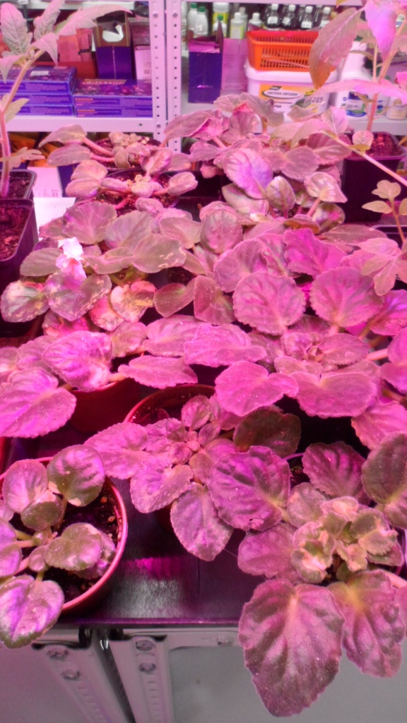 Пеларгония Семена Самара