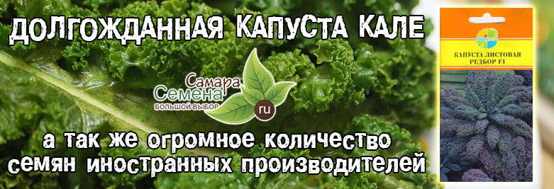 Долгожданная капуста кале прибыла в магазин Семена-Самара Долгожданная капуста кале прибыла в магазин Семена-Самара