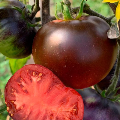 Томат Синий 5шт