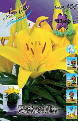 Лилия Тайни Би (1шт) 1547