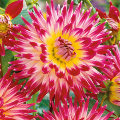 Георгин Ча-Ча (1шт) 6707