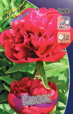 Пион Канзас (1шт) 626