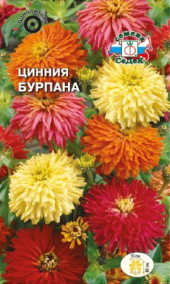 Цинния Бурпана (хризантемовидная, смесь цветов)