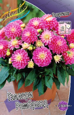 Потгеоргина Геллери Рембранд (1 шт) 3970