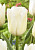 Тюльпан Миссис Медведева (1шт) 2407