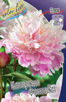 Пион Катарина Фонтайн (1шт)