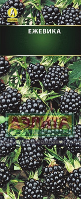 Ежевика Трипл Краун кустистая