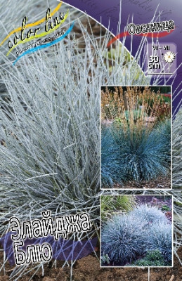 Овсяница Элайджа Блю (2шт) 4560