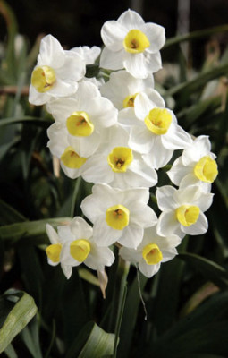 Нарцисс Аваланч (1шт) 77