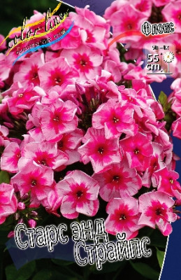 Флокс Старс Энд Страйпс (2шт)