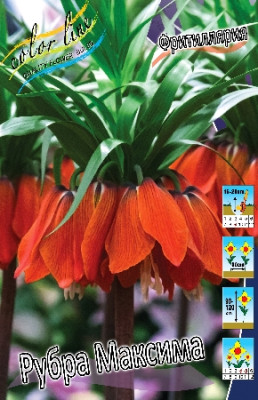 Фритилярия Рубра Максима (1шт) 3486