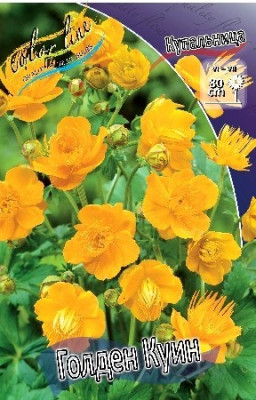 Купальница Голден Куин (2шт) 4237