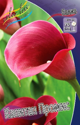 Калла Капитан Промис (1шт) 6369