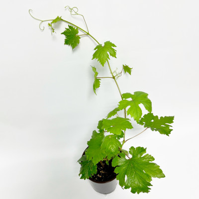 Виноград Преображение (С2)