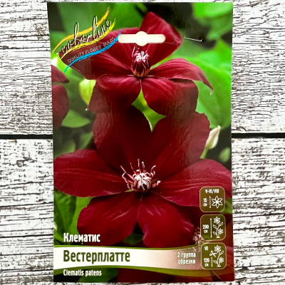Клематис ВЕСТЕРПЛАТТЕ (2 группа обрезки)