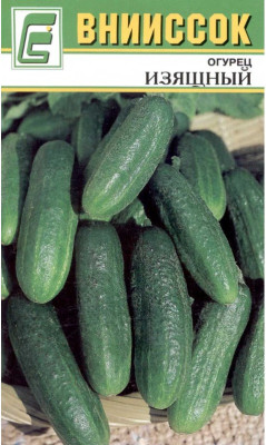 Огурец Изящный Внииссок