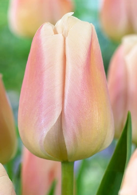 Тюльпан Априкот Прайд (1шт) 6089 Тюльпан Априкот Прайд (1шт) 6089