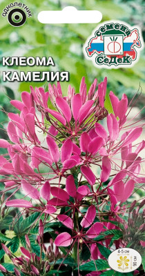 Клеома Камелия (фиолетовая)