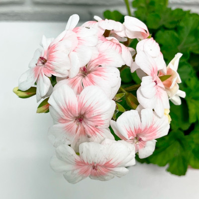 Пеларгония саженцы микс (4)