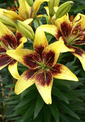 Лилия Лемон Стардаст (1шт) 7157