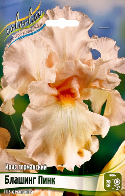 Ирис Блашинг Пинк (1шт)