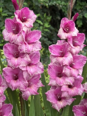 Гладиолус Лилак Принт (1шт) 1224