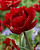 Тюльпан Файери Дрим (1шт) 6811