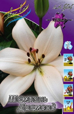 Лилия Шампань Диамонд (1шт) 2844