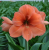 Амариллис Пич Мельба (1шт) 3517
