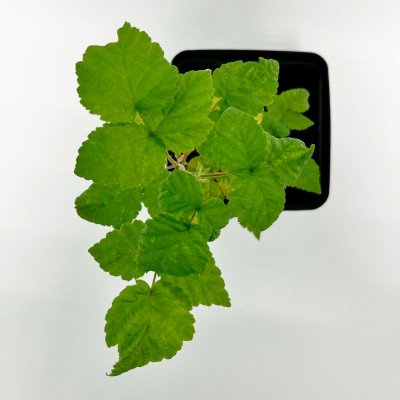 Малина Оттава C1 (2)