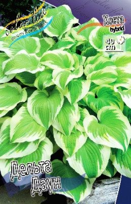 Хоста Дельта Даун (3) 3780