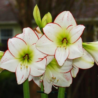 Амариллис Пикассо (1шт) 2399