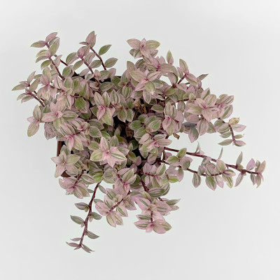 Каллизия саженцы микс (4)