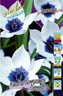 Тюльпан Альба Коурелеа Окулята (1шт) 3829