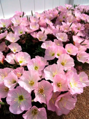 Энотера Розовая мечта 0,15г