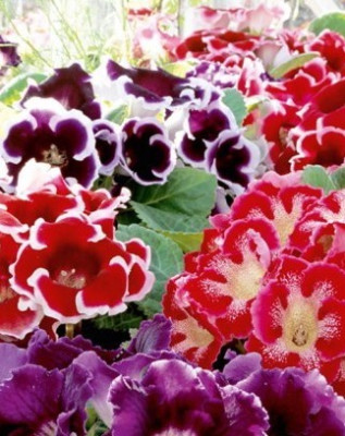 Глоксиния саженцы микс