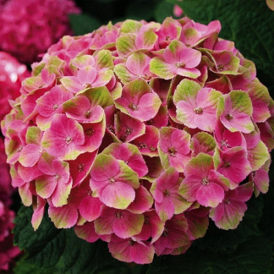 Гортензия крупнолистовая Мэджикал Аметист 4999