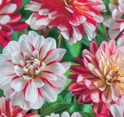 Георгин Шорттрек 1шт