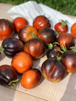 Томат Темный Лорд 5шт