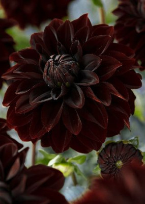 Георгин Афтер Даск (1шт) D-004