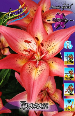 Лилия Трогон (1шт) 7179