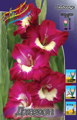 Гладиолус Джезап 3459