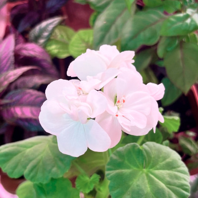 Пеларгония саженцы микс