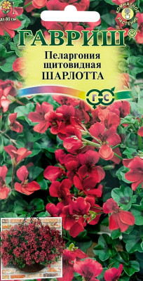 Пеларгония Шарлотта ампельная 3шт