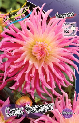 Георгин Старс Фейворит (1шт) 3886