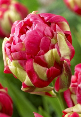 Тюльпан Юник Ренуан (1шт) 2492