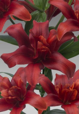 Лилия Болд Игл (1шт) 10643