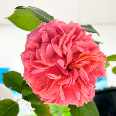 Роза Коин Rose Coin саженец (2)