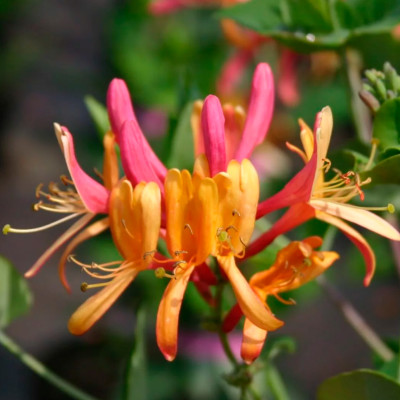 Жимолость Голдфлэйм